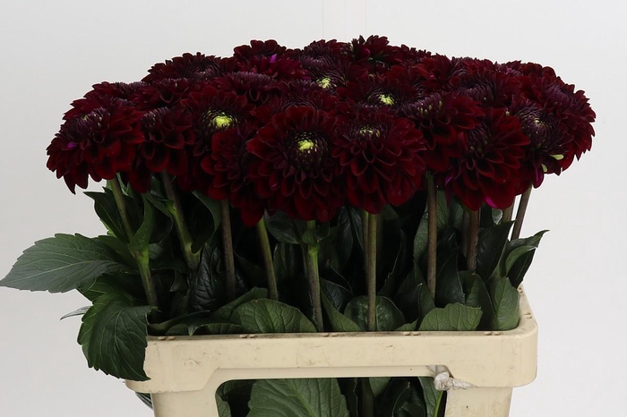 <h4>Dahlia Black Fox</h4>