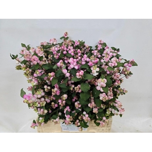 SYMPHORICARPOS PB 'CHARMING FANTAS'
