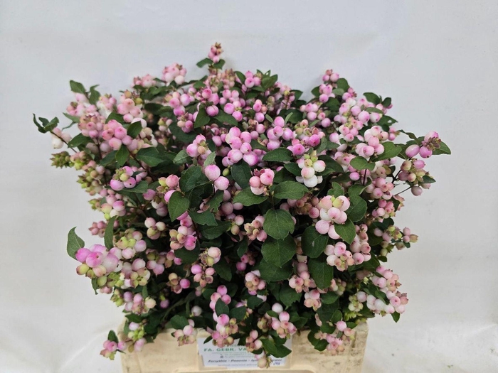 <h4>SYMPHORICARPOS PB 'CHARMING FANTAS'</h4>