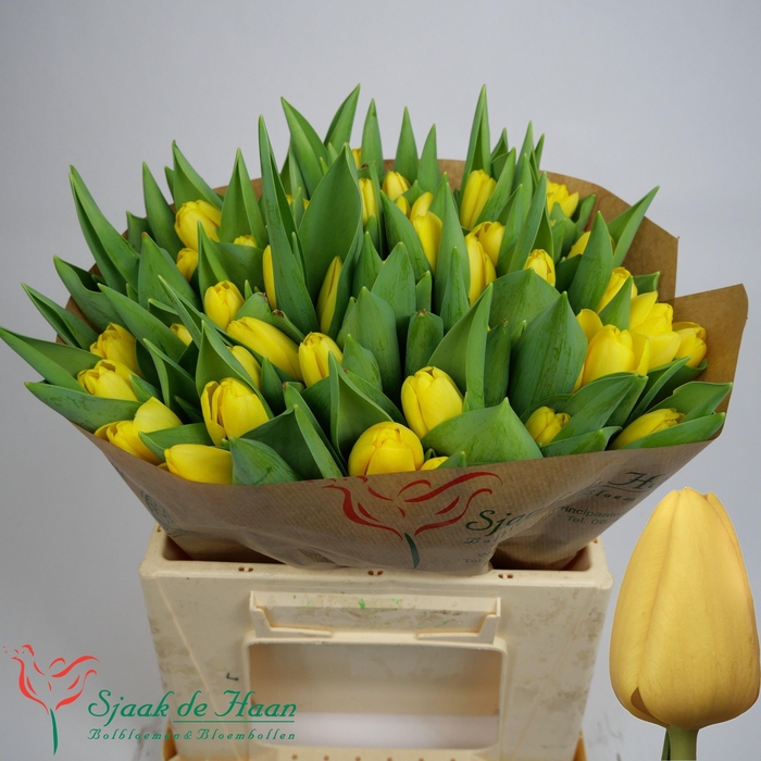 <h4>TU EN NOVI SUN</h4>