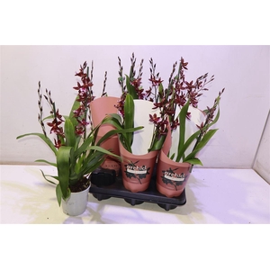 arr8 Bur Barrocco Red