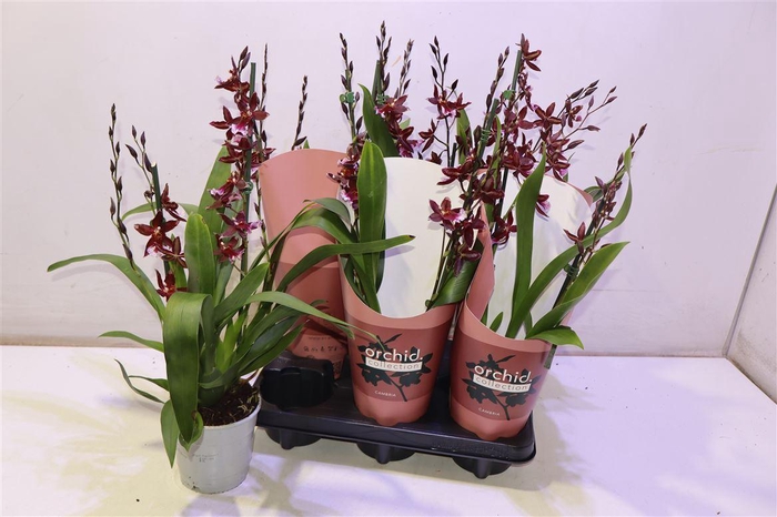 <h4>Bur Barrocco Red</h4>