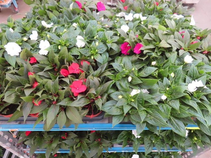 <h4>IMPAT NG MIXK 4 KL</h4>