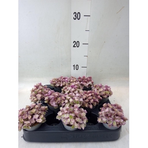 Callisia repens 'Rosato'