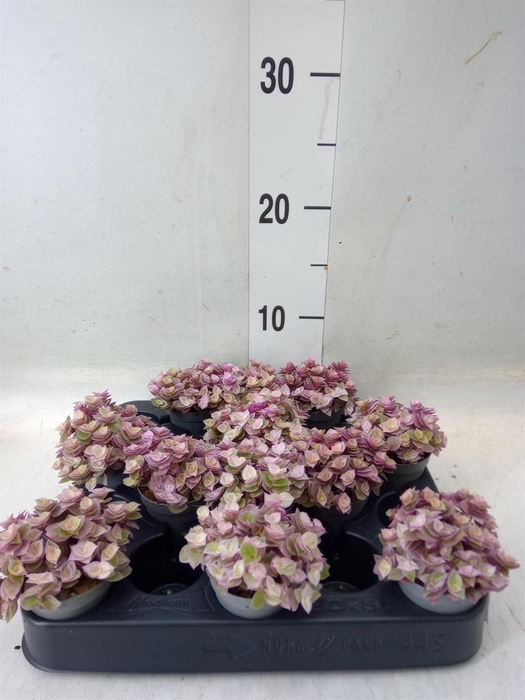 <h4>Callisia repens 'Rosato'</h4>