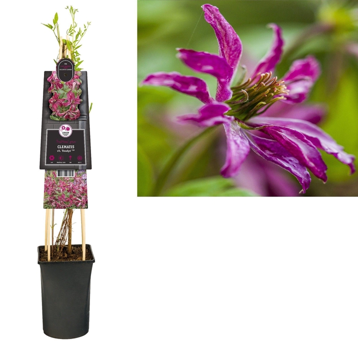 <h4>Clematis vit. 'Rosalyn' PBR +3.0 label</h4>