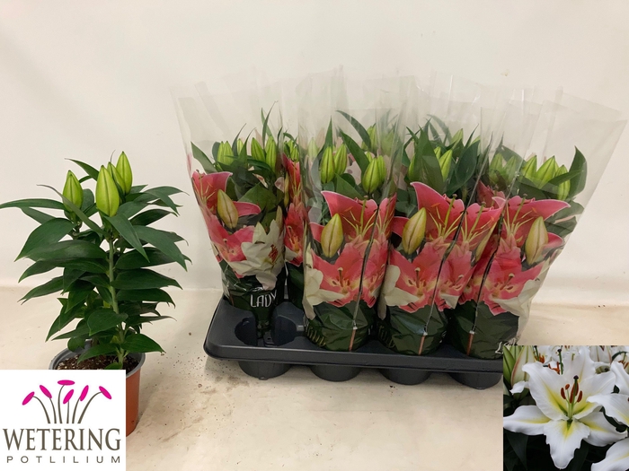 <h4>LIL OR SUNNY AZORES</h4>