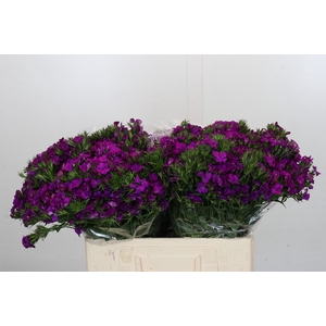 Dianthus Br Amazon Neon Purple
