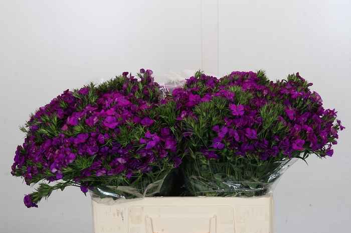 <h4>Dianthus Br Amazon Neon Purple</h4>