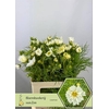 Cosmos White