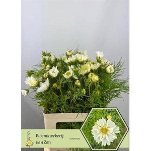 Cosmos White