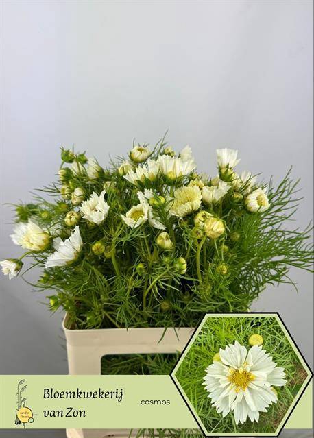 <h4>Cosmos White</h4>