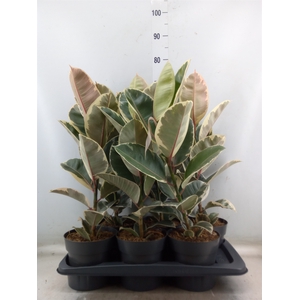 Ficus elastica 'Tineke'