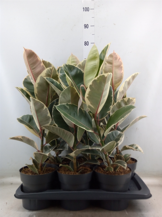 <h4>Ficus elastica 'Tineke'</h4>