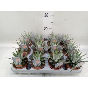 Haworthia fasciata 'Alba'