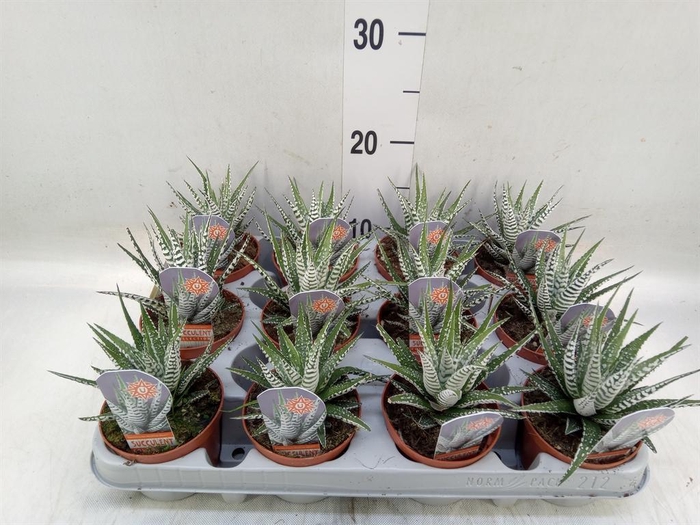 <h4>Haworthia fasciata 'Alba'</h4>