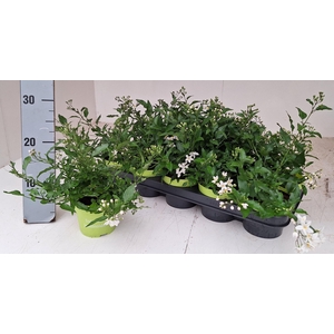 SOLANUM JASMINOIDES