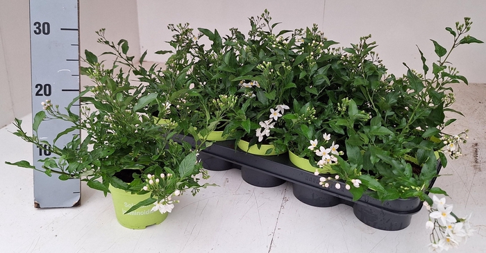 <h4>SOLANUM JASMINOIDES</h4>