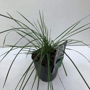 Graminées Deschampsia 'Goldtau'