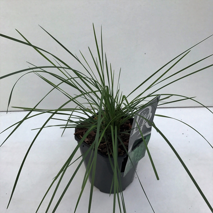 <h4>Graminées Deschampsia 'Goldtau'</h4>