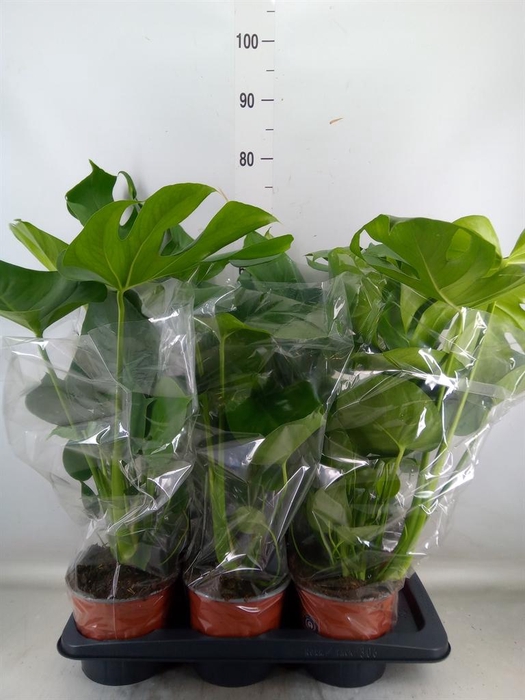 <h4>Monstera delic.</h4>