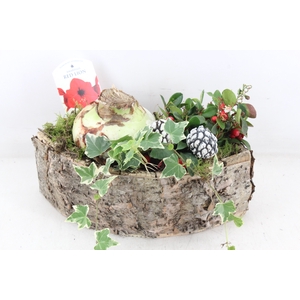 arr4 Amaryllis VL - Schors kano