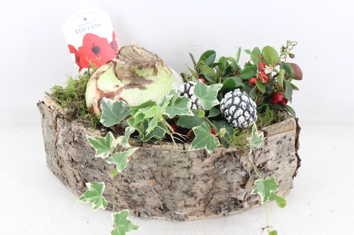 <h4>arr4 Amaryllis VL - Schors kano</h4>