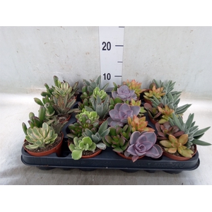 Succulents   ...