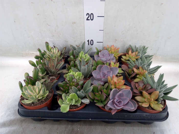 <h4>Succulents   ...</h4>