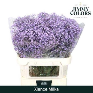 Gyps Grof Milka (dip)