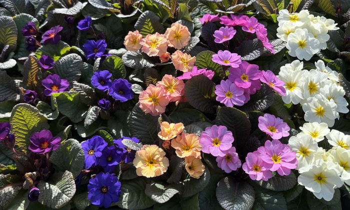 <h4>PRIMULA JULIAE-HYBRID p9</h4>