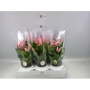 Anthurium andr. 'Lilli'
