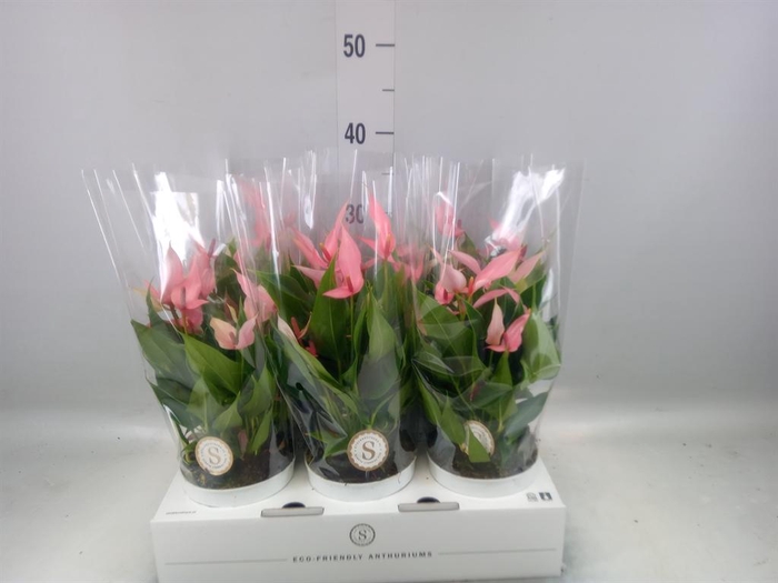 <h4>Anthurium andr. 'Lilli'</h4>
