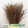 Forsythia Bos