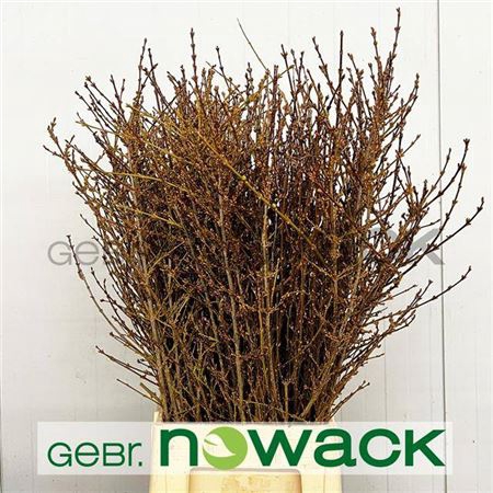 <h4>Forsythia Bos</h4>