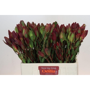 Leucadendron Senorita Spray