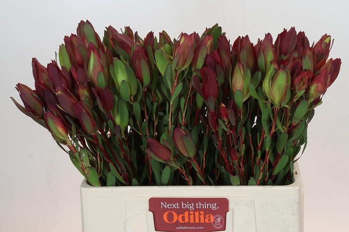 <h4>Leucadendron Senorita Spray</h4>