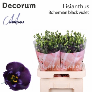 Lis enk Bohemian Black Violet