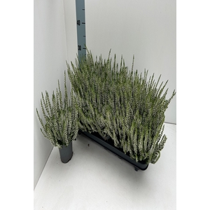 Calluna Beauty Ladies white
