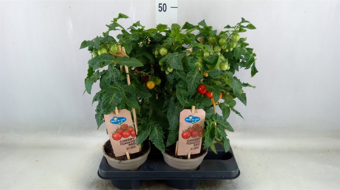 <h4>Solanum lycopersicum   ...</h4>