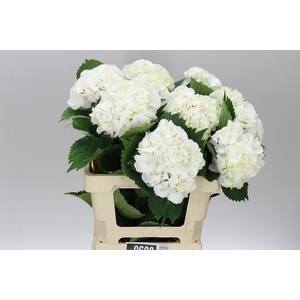Hyd Lolly Pop White
