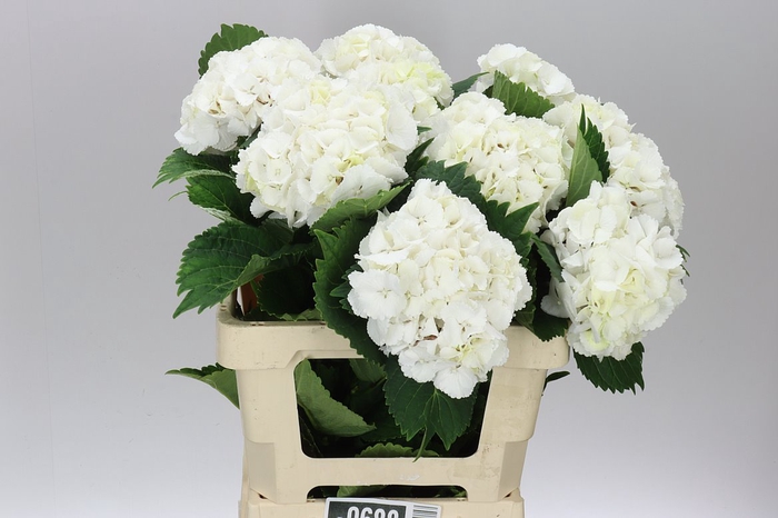 <h4>Hyd Lolly Pop White</h4>