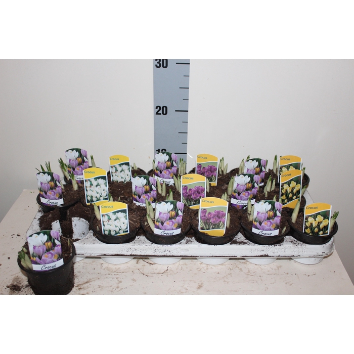 <h4>CROCUS GEM</h4>