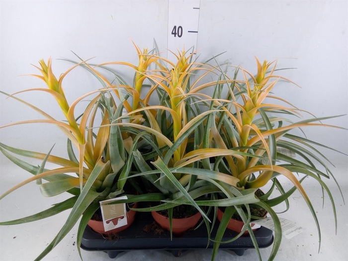 <h4>Tillandsia</h4>
