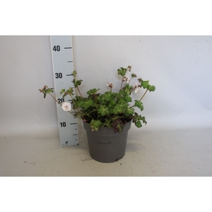 vaste planten 19 cm  Geranium Biokovo