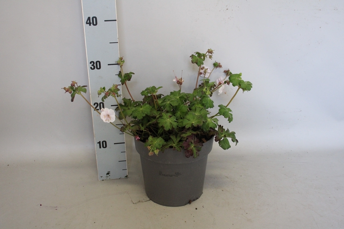 <h4>vaste planten 19 cm  Geranium Biokovo</h4>