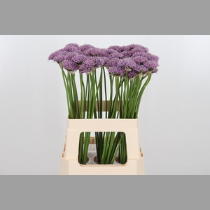 Allium New York