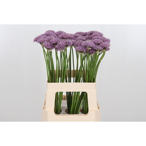 Allium New York