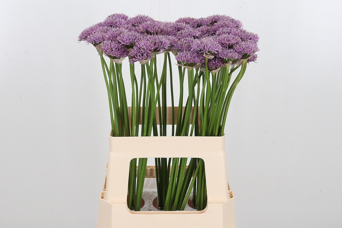 <h4>Allium New York</h4>