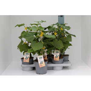 KOMKOMMERPLANTEN